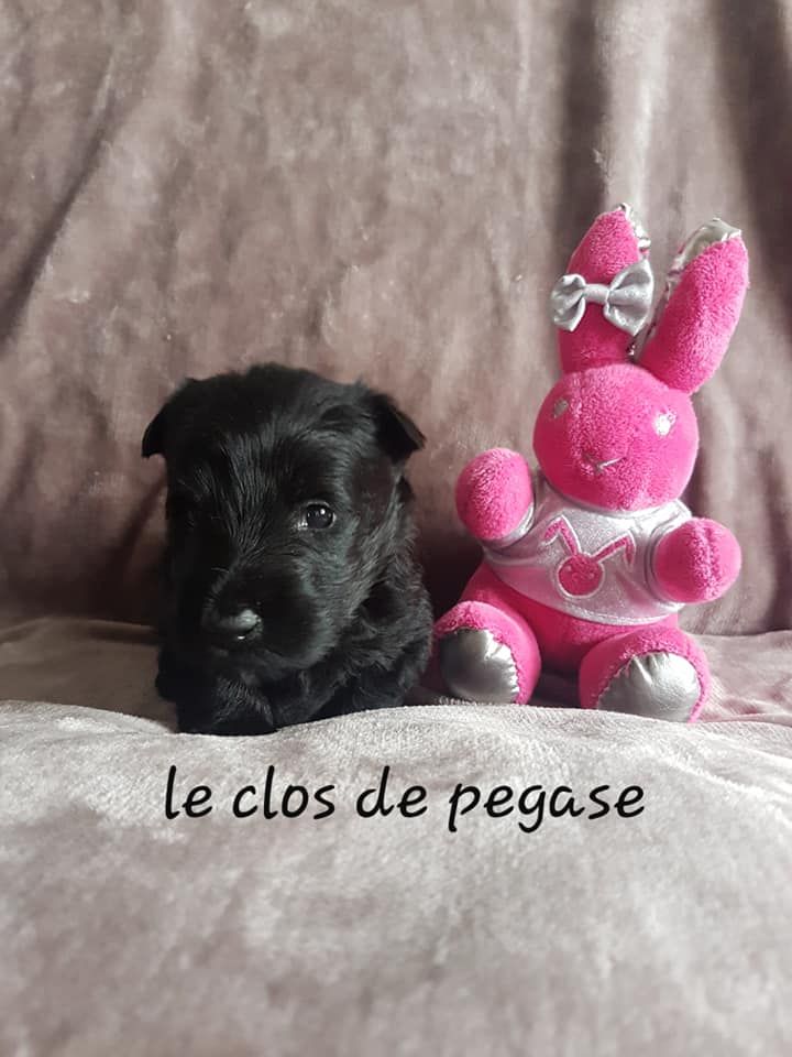 du clos de Pegase - Chiot disponible  - Scottish Terrier