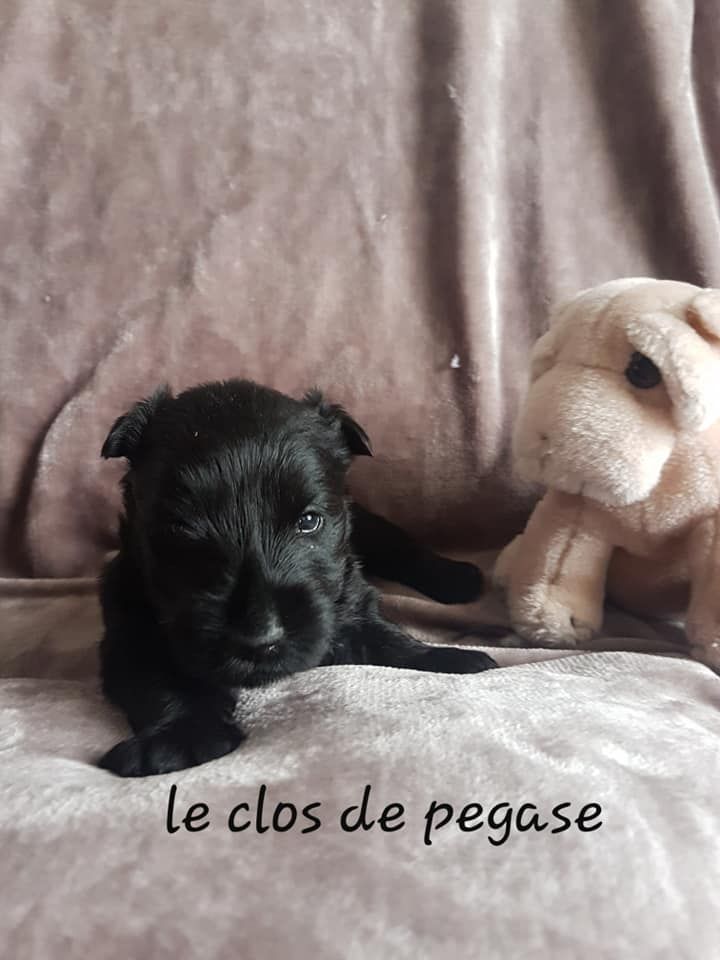 du clos de Pegase - Chiot disponible  - Scottish Terrier